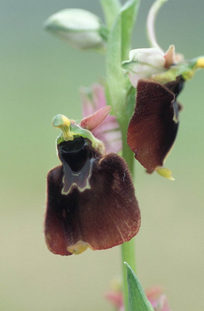 Ophrys holoserica